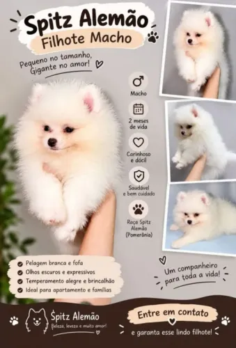 Spitz alemão lindos ursinhos