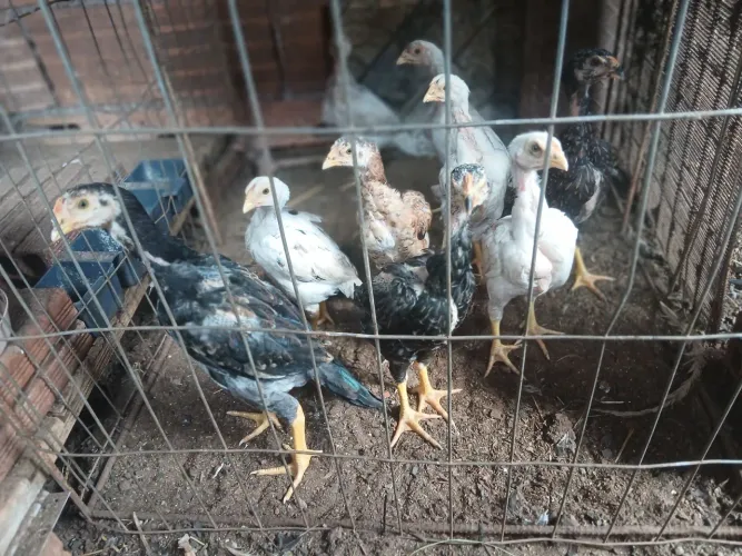 Frangos de raça mura 