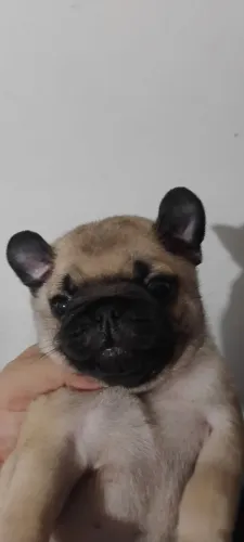 Filhote de Pug a Venda (1 mês)