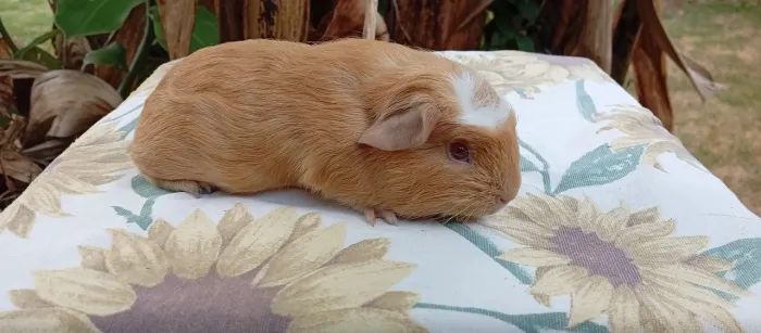 Lindo porquinhos da índia 