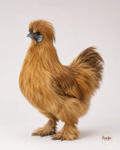 Sedosa do Japão Dourada Galinha