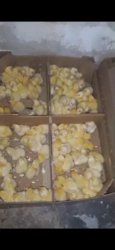 Vendo pintos caipira .......  Manaus 