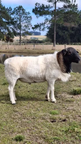 Ovino carneiro dorper puro