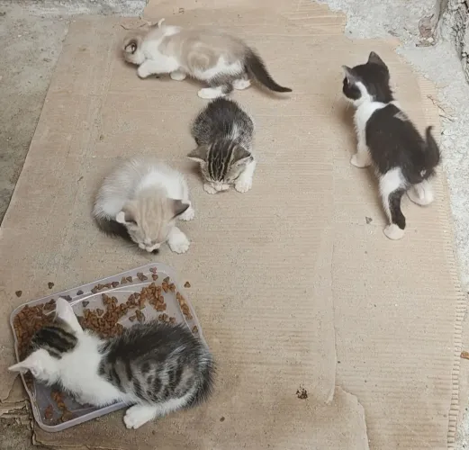 Gatinhos para doação