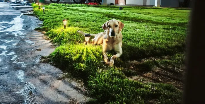 Doação de labradora