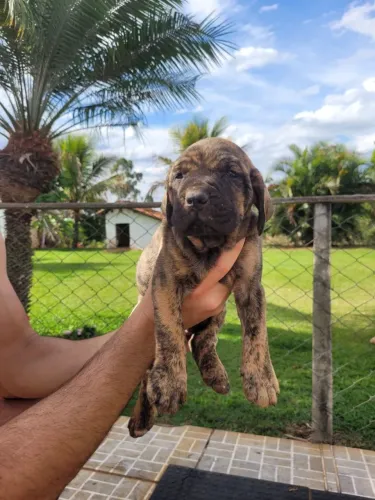 Filhotes de fila brasileiro