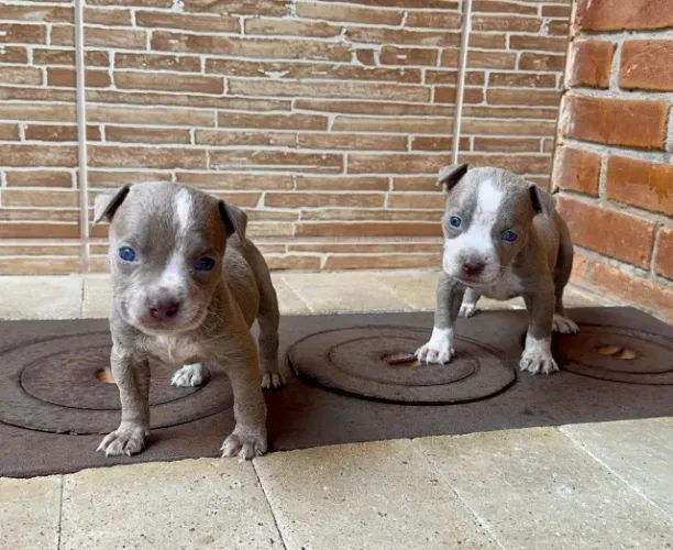 O Legítimo Pitbull: Estrutura Forte e Saúde 100% Garantida com V10 Importada e Respaldo 