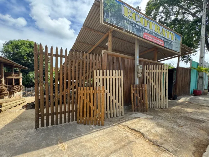 Eucalipto Tratado em Abrantes | Pronta entrega | 100% Cloeziana 