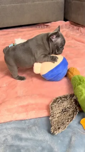 Bulldog frances carinhosos