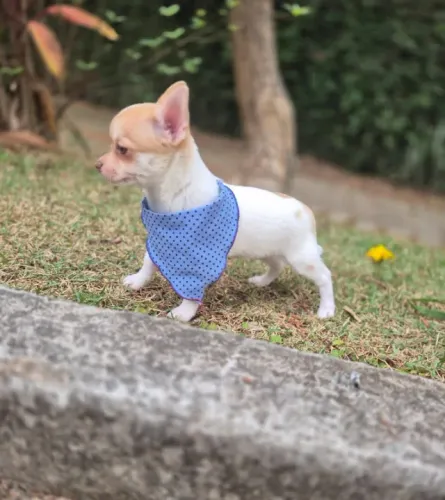 Chihuahua Pelo Curto Macho com Pedigree - Alerta, Companheiro e Muito Esperto