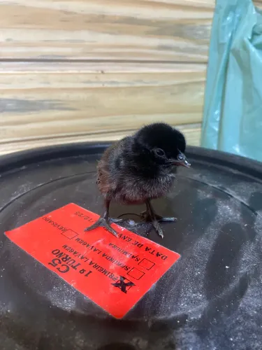 Pintinho Raça Ayam Cemani