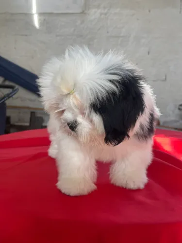 Cachorrinho