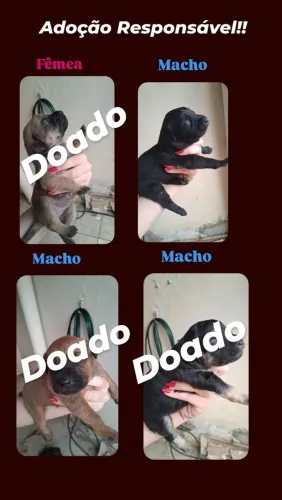 Doação responsável 