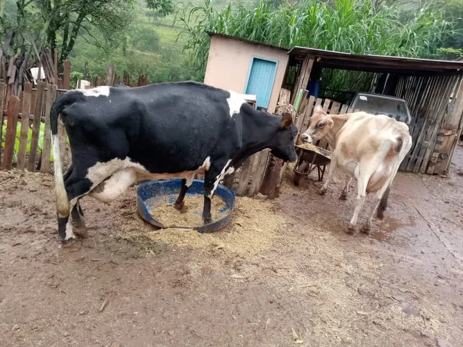 Vacas leiteiras