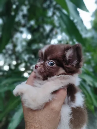 Chihuahua