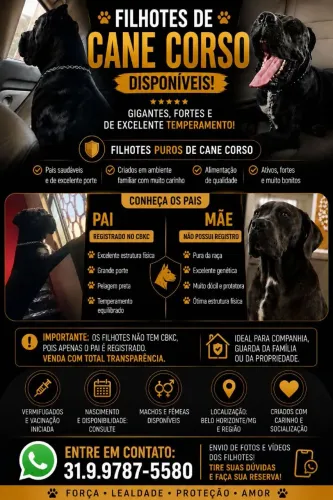 Cane Corso - Filhote Nascimento 17/06/26