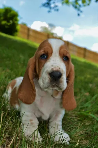 Filhotes Basset Hound
