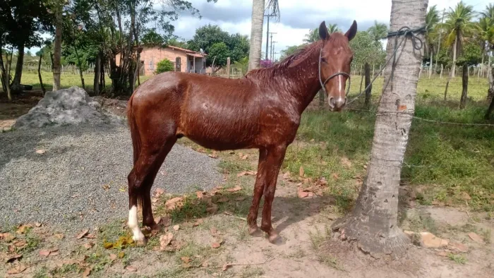 Potro MM Registrado 