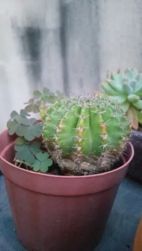 Suculentas e cactos