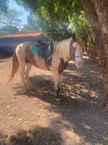 Garanhão paint horse hipismo