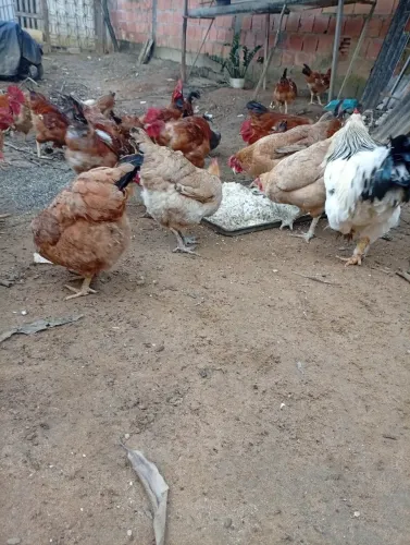 Galinha caipira