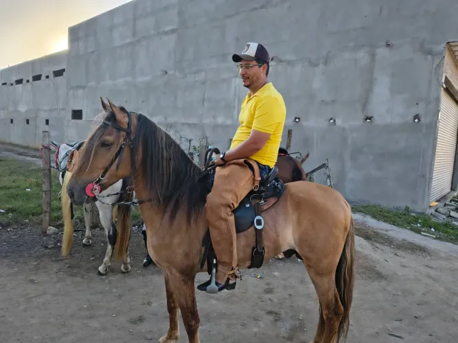 Cavalo cruzador de jumenta