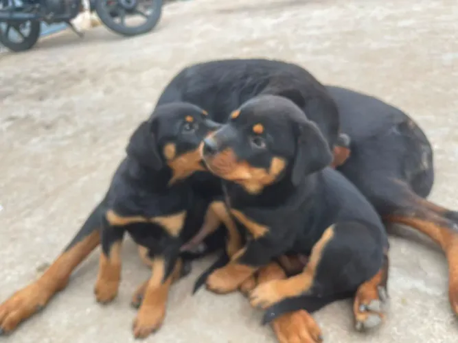 Filhote de rottweiler 2 meses
