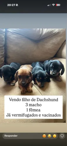 Filhotes de salsicha