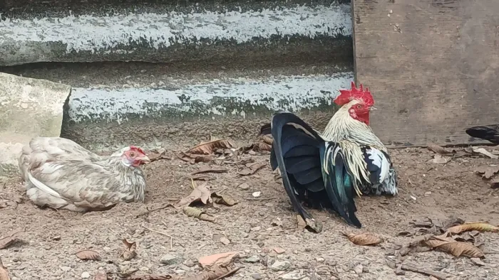 Galinhas raça fênix