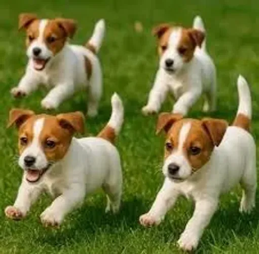jack russel  Sempre pronto pra correr.