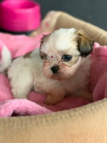 Shih-tzu Mini fêmea e macho