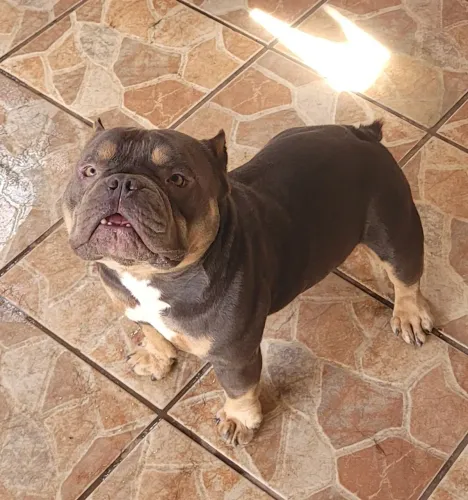 American Bully Micro
