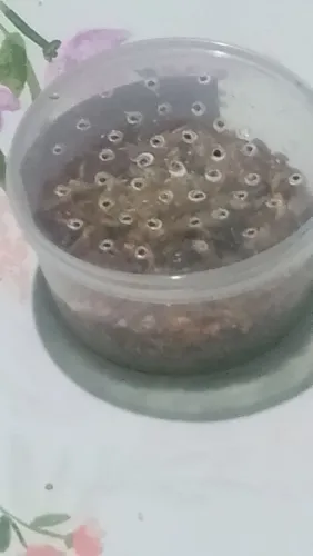 Tenébrios para passaros