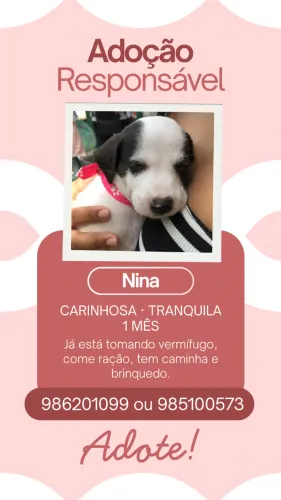 Adoção responsável