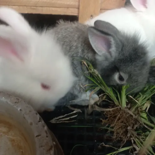 Filhotes de coelhos 