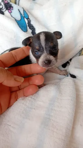 Pinscher 0