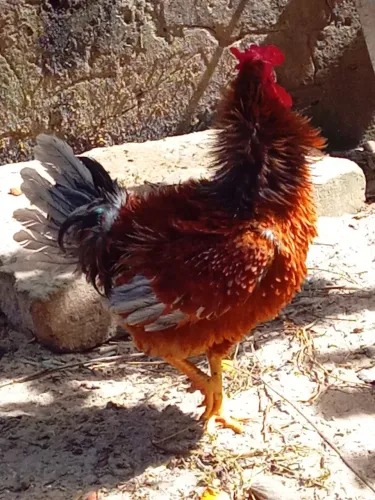 Vendo frango com  10 meses,raça arrepiado .