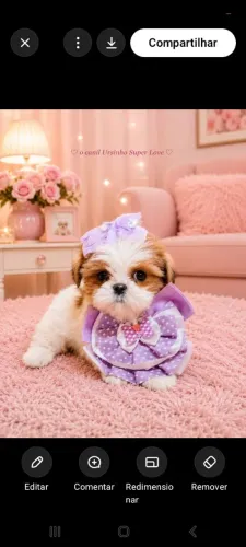 Shih tzu minis Vacinados cores raras