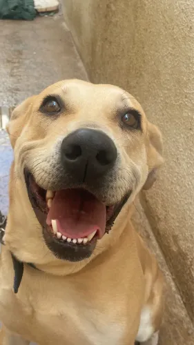 Doação cachorro