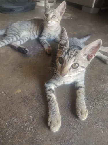 Gatinhos pra doação 