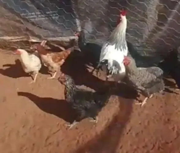 Galo e Galinhas