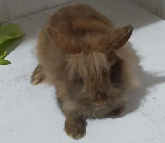 Coelho Mini Lion (FÊMEA) marrom com preto quase 3 meses de vida 850 gramas porte bem PQ
