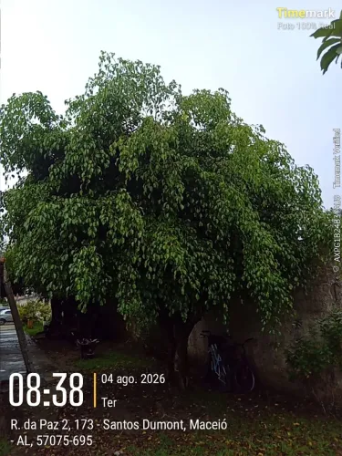 Serviço de jardinagem e podaçao.