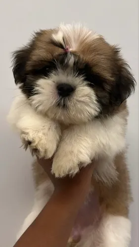 Vendo uma linda Shitzu, fêmea 