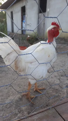 Galo de capoeira