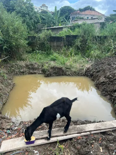 Cabra