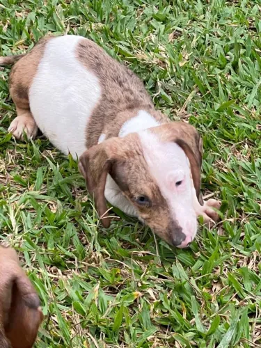 Salsichinha macho arlequim $1.500,00