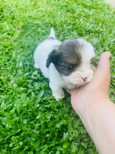 Cachorro macho shih tzu