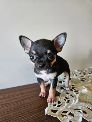 Chihuahua mini Fêmea pelo curto