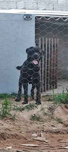 Cane corso